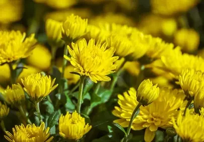 Vibrant Golden Chrysanthemums: A Burst of Summer Beauty