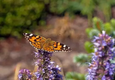 Vibrant Painted Lady Butterfly on Purple Bloom