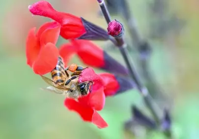 Vibrant Bloom: Bee Pollinating Red Salvia