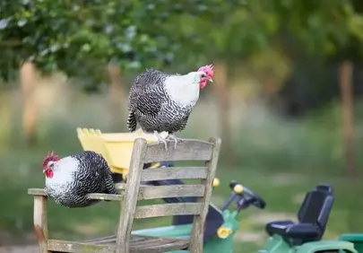 Charming Braekel Chickens: Backyard Farm Life in Serene Nature