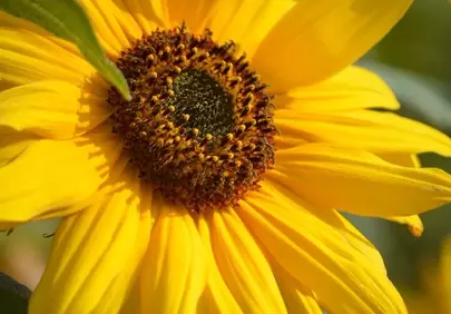 Vibrant Sunflower Close-Up: Summer's Golden Radiance