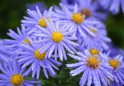 Vibrant Purple Asters: Morning Dew Drops on Autumn Blooms