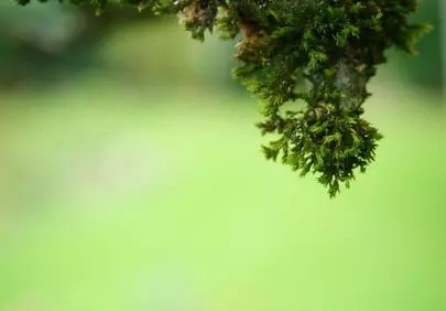 Vibrant Green Moss: Nature's Intricate Close-up Wallpaper