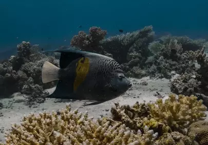 Vibrant Yellowbar Angelfish Gliding Through a Pristine Coral Reef