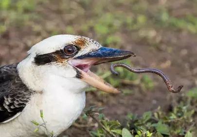 Kookaburra's Catch: A Wildlife Feeding Frenzy
