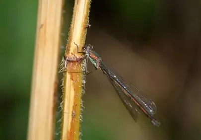 Vibrant Willow Emerald Damselfly Perched on a Dry Stem
