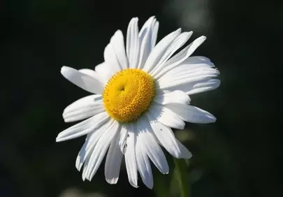 Stunning Daisy: Nature's Simple Summer Beauty