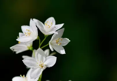 Delicate White Deutzia: A Vision of Spring Tranquility