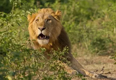 Majestic African Lion King: Golden Mane in Wild Safari
