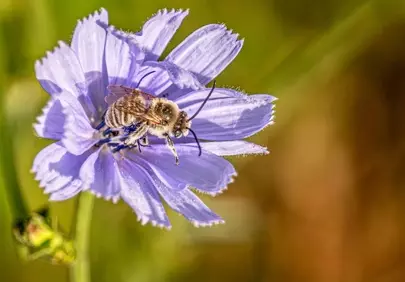 Vibrant Blue Chicory Blossom with Busy Bee