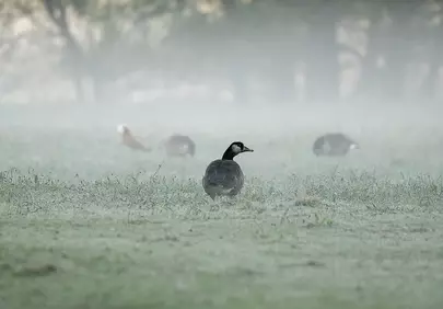 Misty Morning Meadow: Geese in Atmospheric Dawn Glow