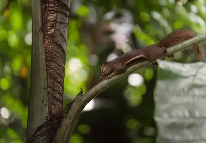Charming Squirrel Stretching on Palm Branch