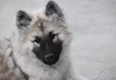 Enchanting Eurasier Puppy: Adorable Canine Portrait
