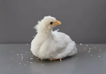 Adorable Fluffy White Chick: A Charming Studio Portrait
