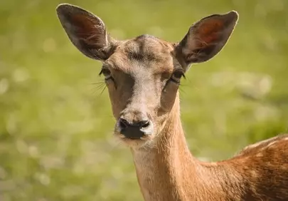 Captivating Deer Portrait: Wildlife's Gentle Gaze in Spring