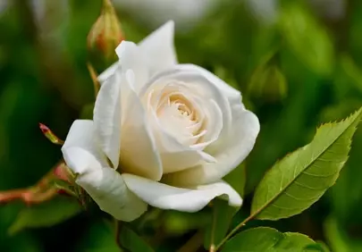 Stunning Ivory Rose Blossom: Elegant Spring Garden Macro