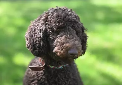 Charming Brown Poodle: A Loyal Companion Outdoors