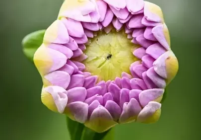 Vibrant Dahlia Bud: Nature's Intricate Pastel Unfolding
