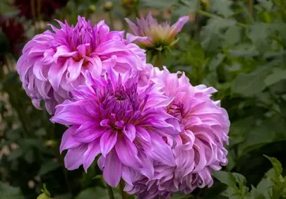Vibrant Pink Dahlia Blooms: A Close-Up Garden Spectacle