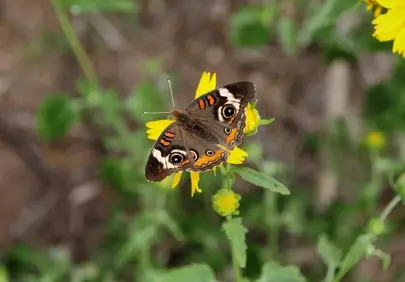 Vibrant Butterfly Pollinating a Sunny Yellow Flower