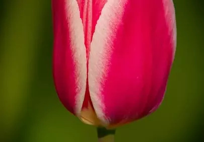 Vibrant Pink Tulip: A Delicate Spring Bloom Macro