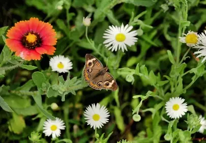Vibrant Summer Garden with a Butterfly and Wildflowers