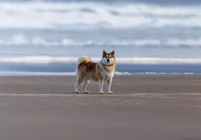 Charming Husky Mix Finds Serenity on the Expansive Beach