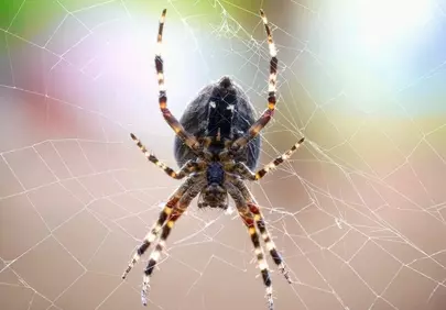 Striking Spider Web: Nature's Intricate Trap Unveiled