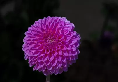 Vibrant Pink Dahlia Bloom Against Dark Background