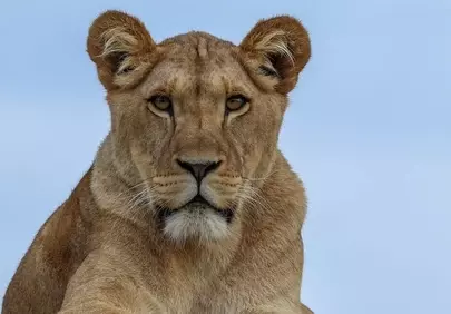 Majestic Lioness: A Portrait of Regal Grace in the Wild