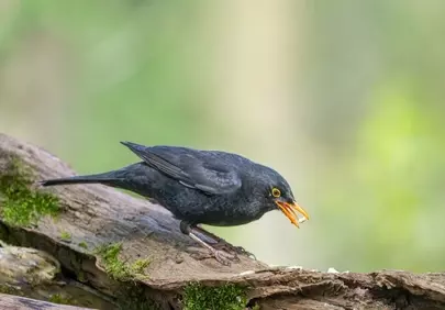 Stunning Blackbird Foraging: A Serene Nature Wallpaper