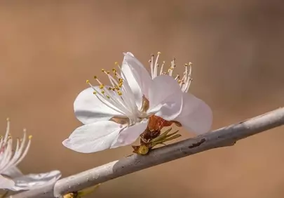 Exquisite Peach Blossom: Delicate Details of Spring's Embrace
