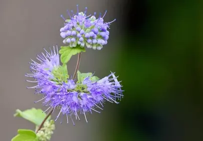 Vibrant Phacelia Blooms: Nature's Blue Delight