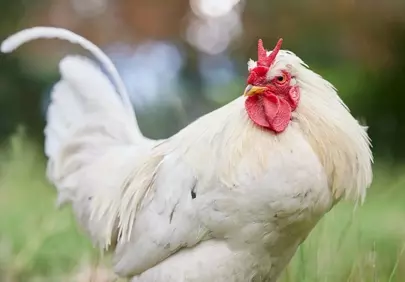 Majestic White Rooster: Farm Life Portrait