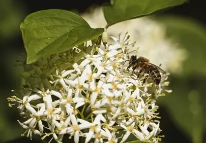 Vibrant Macro: Honey Bee Busy Pollinating White Flowers