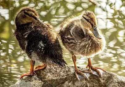 Adorable Ducklings Preening: A Glimpse of Spring's Pure Delight