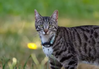 Enchanting Gaze: A Tabby Cat's Outdoor Adventure