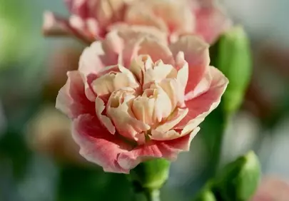 Stunning Pink Carnation: Delicate Petals in Macro HD