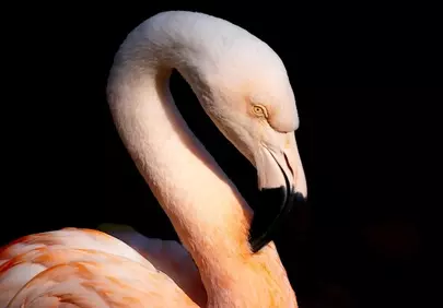 Stunning Pink Flamingo's Majestic Profile Against Black