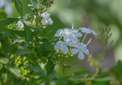 Stunning White Plumbago: Delicate Blossoms in Summer Sun