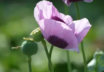 Vibrant Purple Poppies: Nature's Delicate Spring Blooms