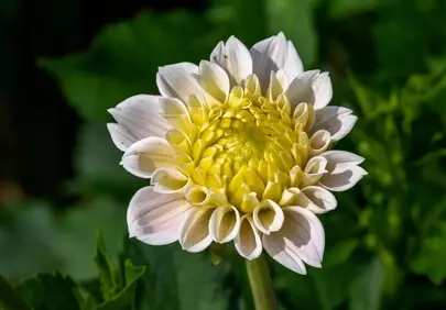 Stunning Yellow Dahlia Bloom: A Summer Garden Masterpiece