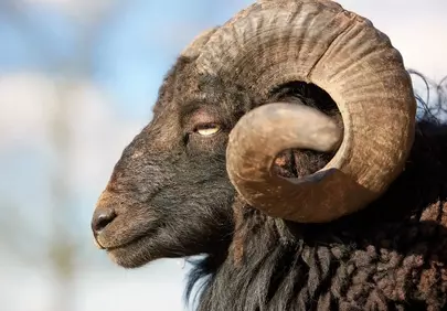 Majestic Black Ram: Striking Profile of Horned Ouessant Sheep