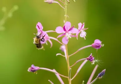 Vibrant Summer Pollination: Bumblebee on Pink Fireweed Macro