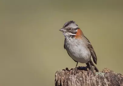 Charming Zonotrichia Capensis Perched on Tree Stump at Sunset