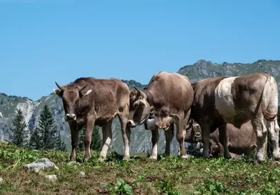 Majestic Alpine Pasture: Cows Grazing in Serene Mountains