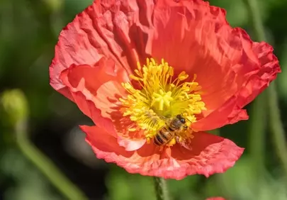 Vibrant Red Poppy: Bee's Nectar Delight