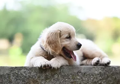 Adorable Golden Retriever Puppy Resting Outdoors