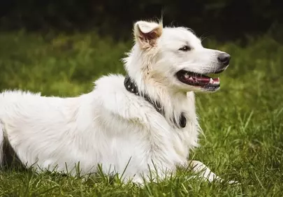 Serene White Shepherd Relaxing on Lush Green Grass