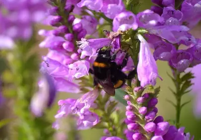Vibrant Summer: Bumblebee Nectaring on Pink Obedient Flowers